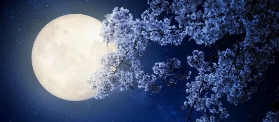 BLUE MOON | Carta da parati esclusiva